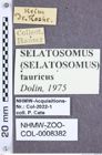 Etiketten zu Selatosomus tauricus (Dolin, 1975) (NHMW-ZOO-COL-0008382)